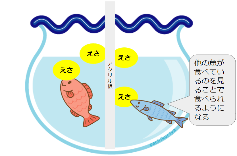 水槽に2匹目の別の魚が入り、エサを食べている様子を見て、もう1匹の魚もエサを食べ始めている様子